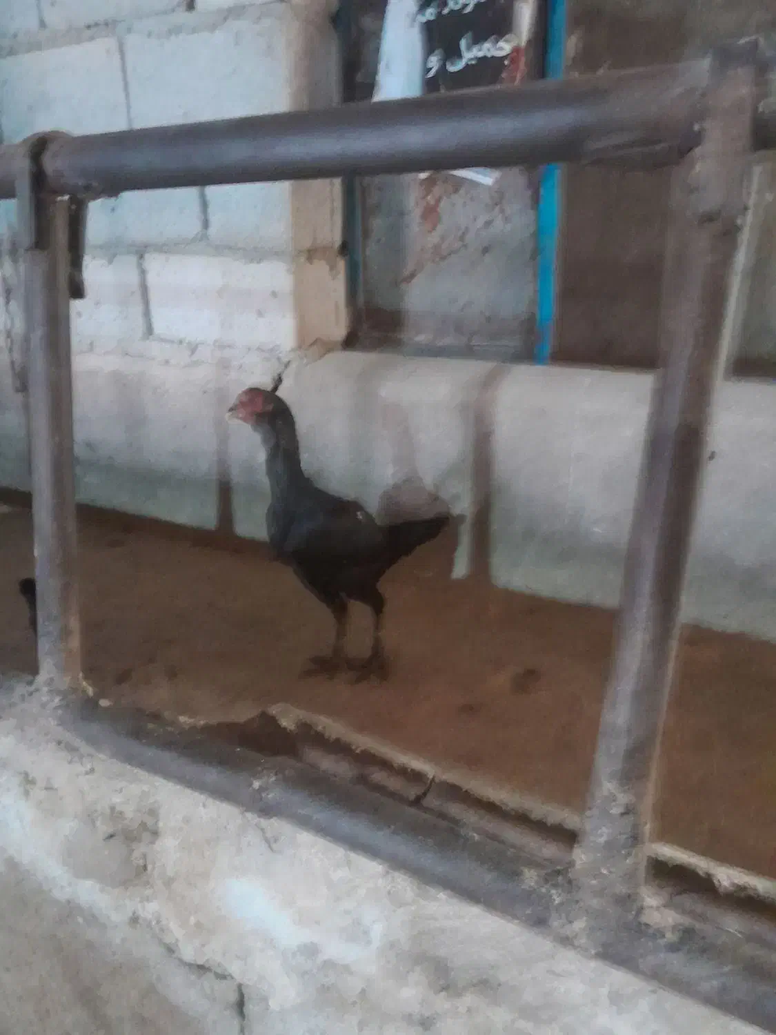 مرغ لاری اصیل ترک|حیوانات مزرعه|اسدآباد, |دیوار