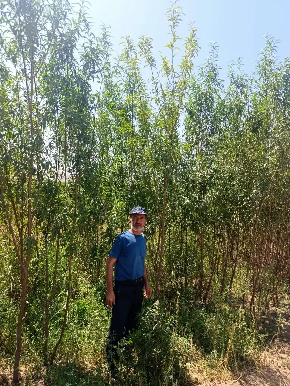 فرو.ش نهـا.ل با مــشا.وره تخـصــصـی|خدمات باغبانی و درختکاری|سنندج, |دیوار