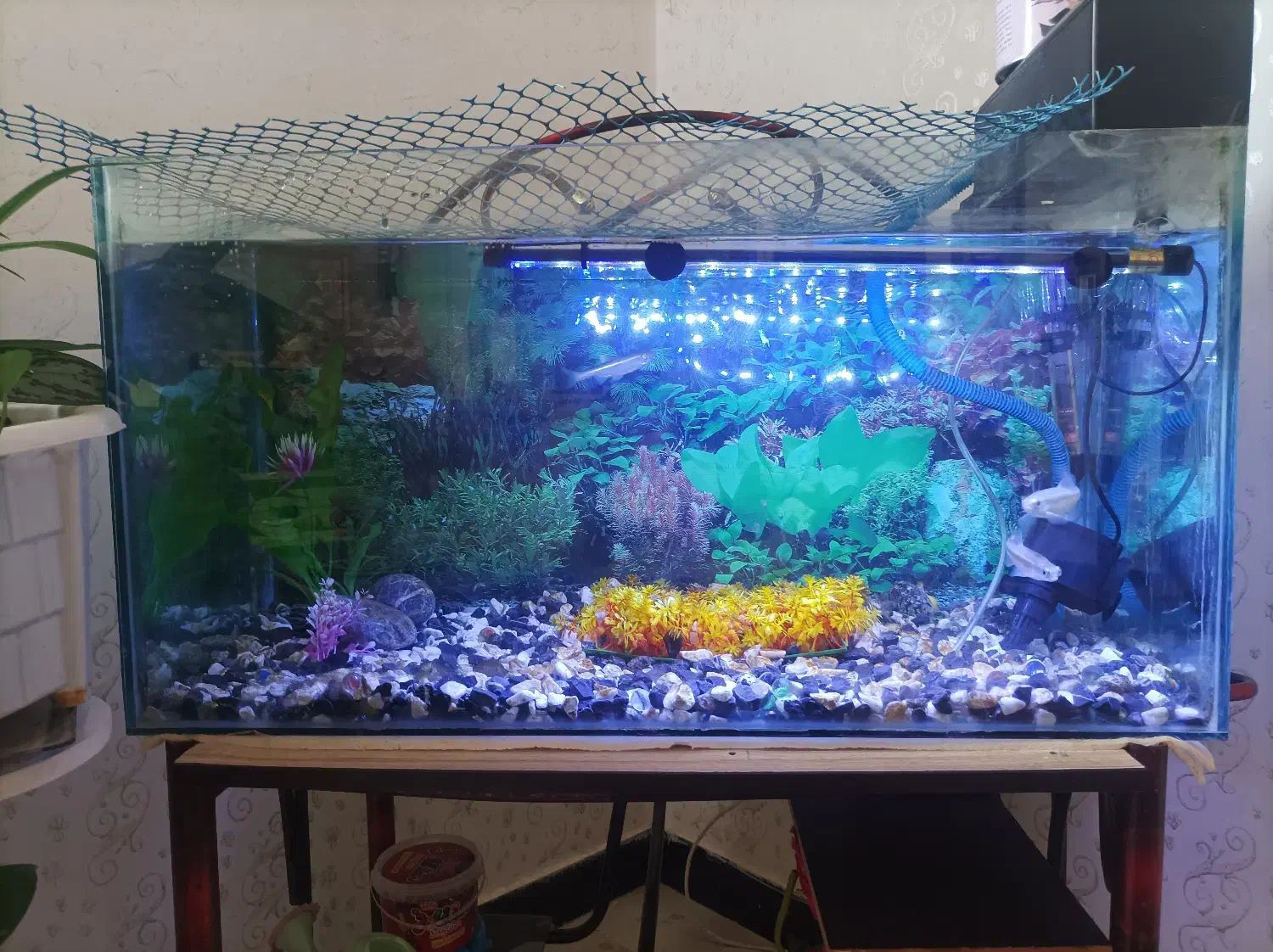 اگهی|ماهی|مریوان, |دیوار