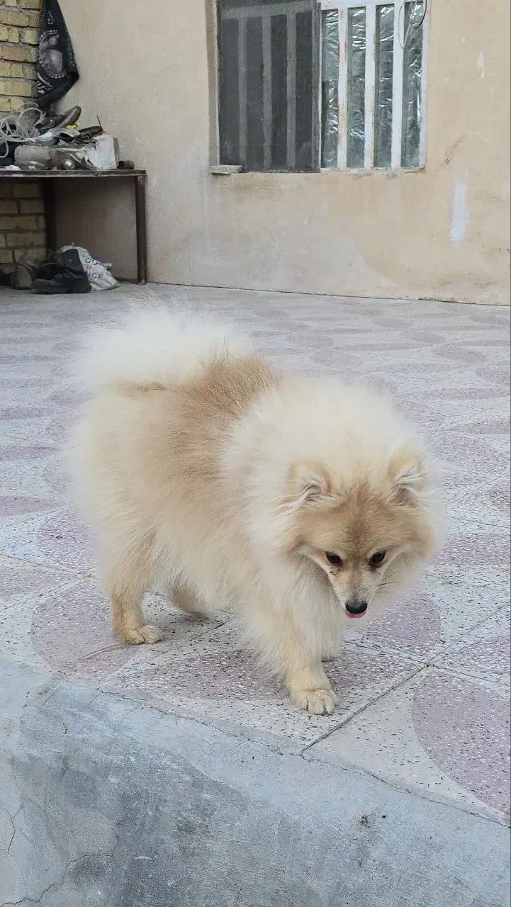 پامر روباهی|سگ|کوار, |دیوار