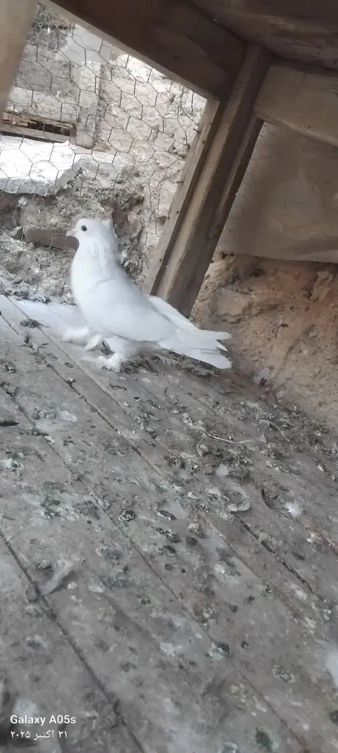 کبوتر|پرنده|فارسان, |دیوار