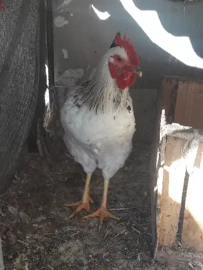 خروس جوان صددرصد ارگانیک و درجه یک|حیوانات مزرعه|شاهرود, |دیوار