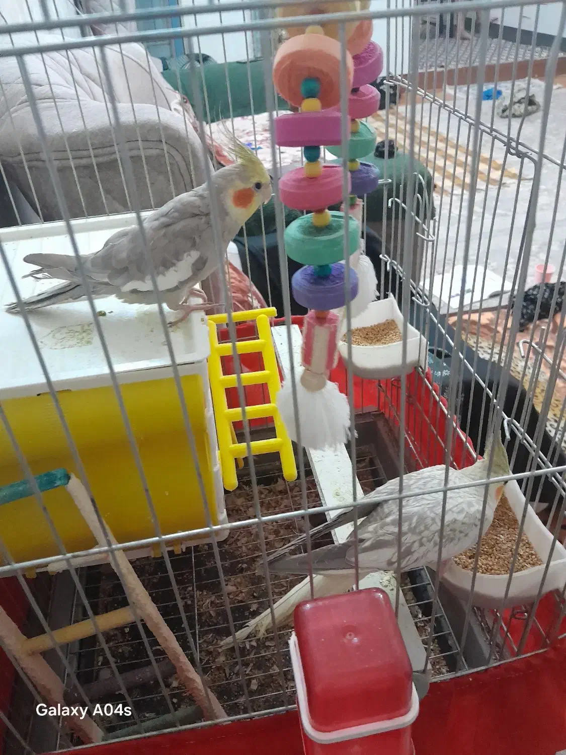 عروس هلندی|پرنده|پاکدشت, پاکدشت (مامازند)|دیوار