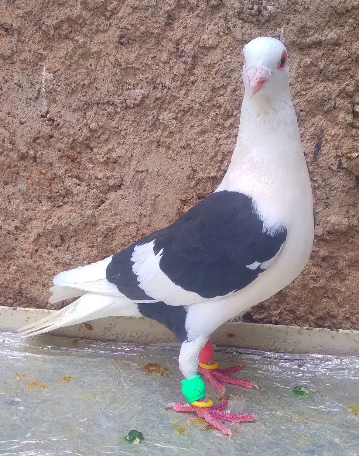 دوتاکبوترخط سفید|پرنده|شیراز, شهدای شهرک سعدی|دیوار