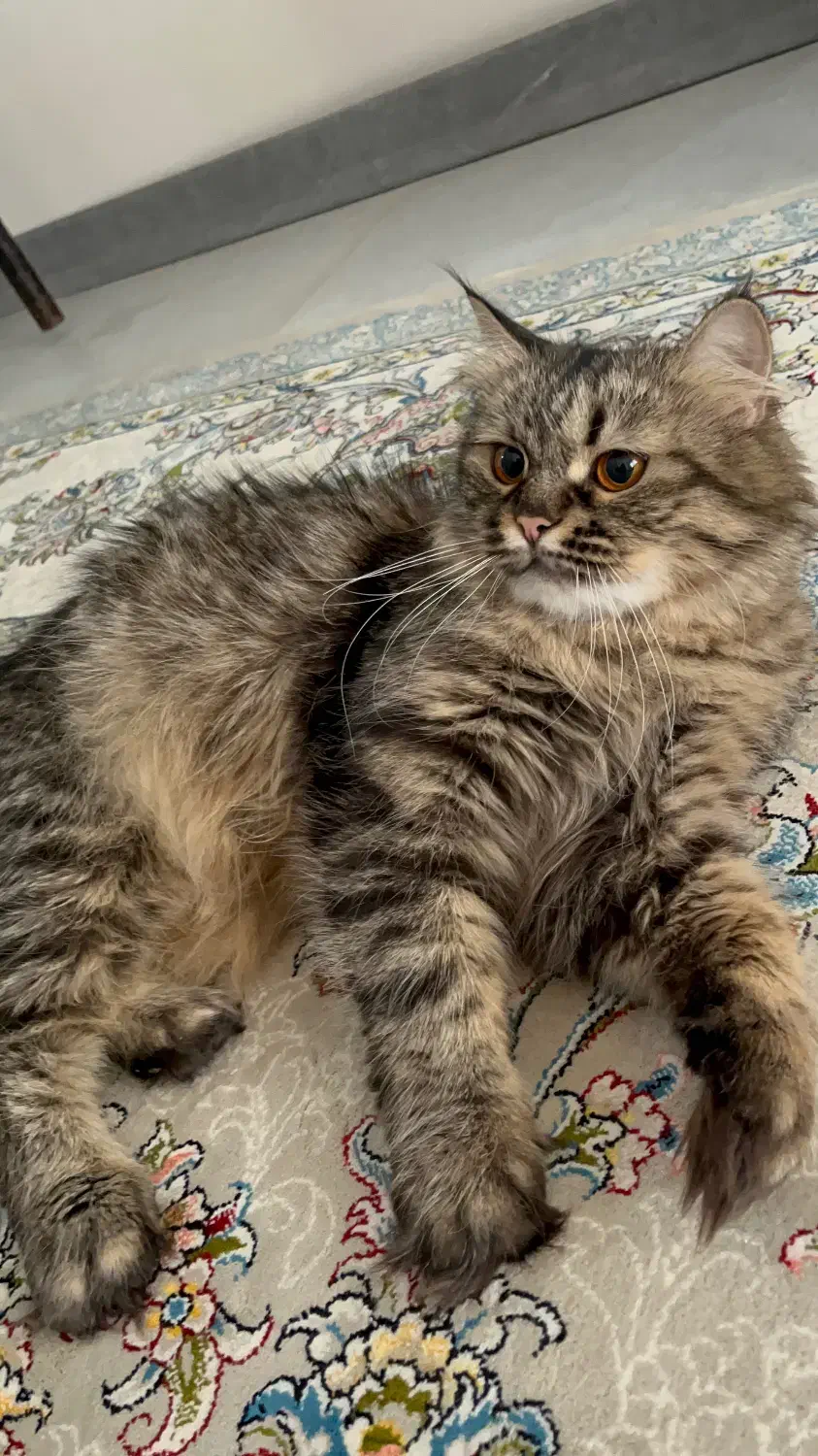 گربه|گربه|گنبد کاووس, |دیوار