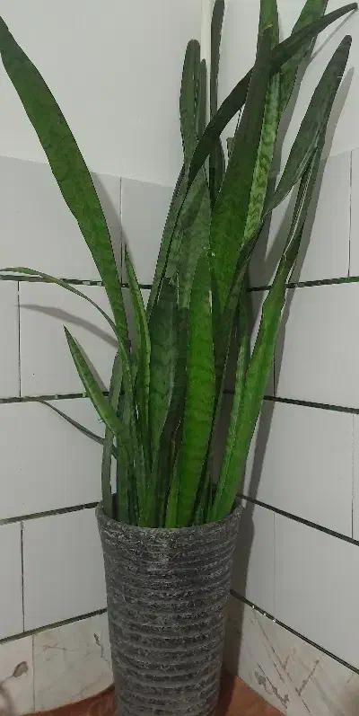 گل سالم|گل و گیاه طبیعی|خمین, |دیوار