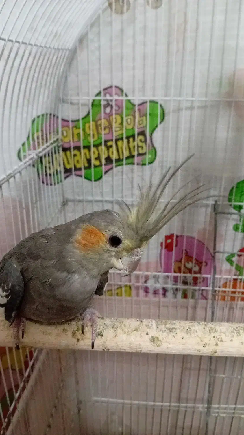 طوطی عروس ماده ۶ ماهه|پرنده|رشت, فلسطین|دیوار