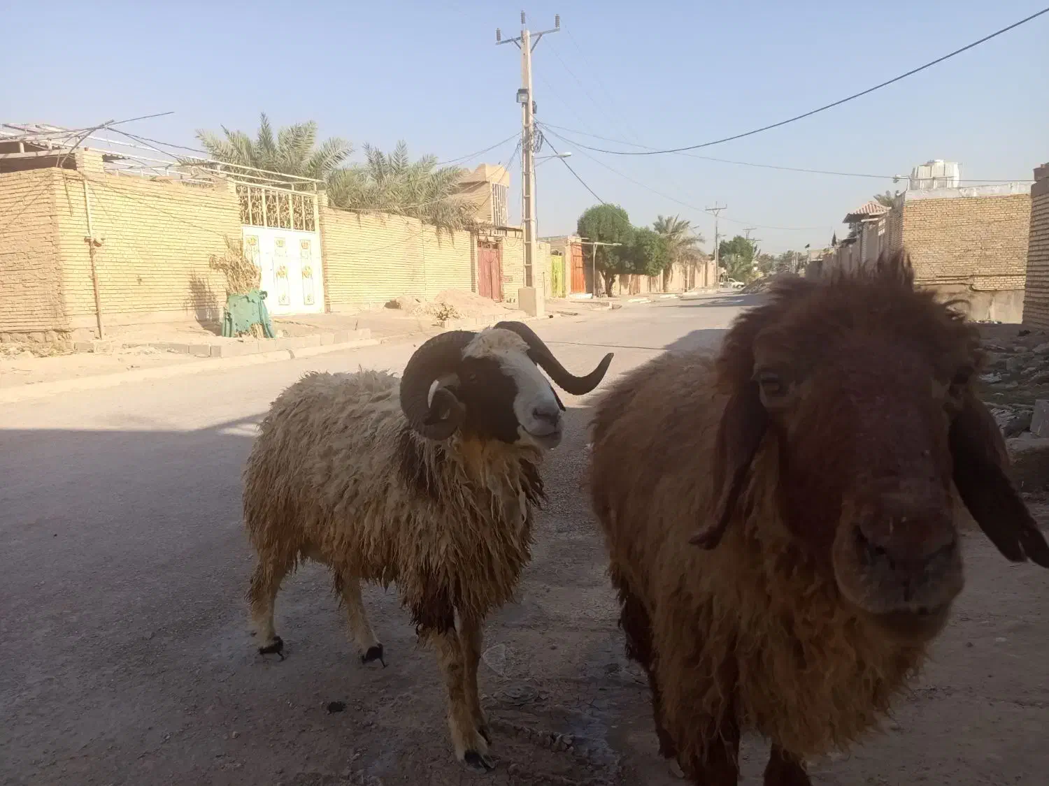 گاو گوساله قوچ  گوسفند بز بره گاومیش|حیوانات مزرعه|اهواز, گلستان|دیوار