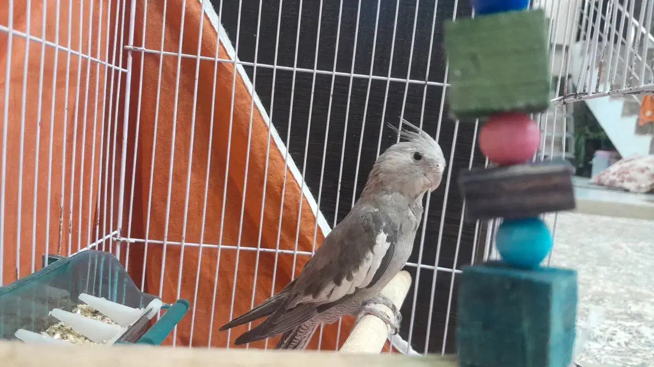 عروس هلندی نر وایت فیس دستی و سخنگو|پرنده|بافق, |دیوار