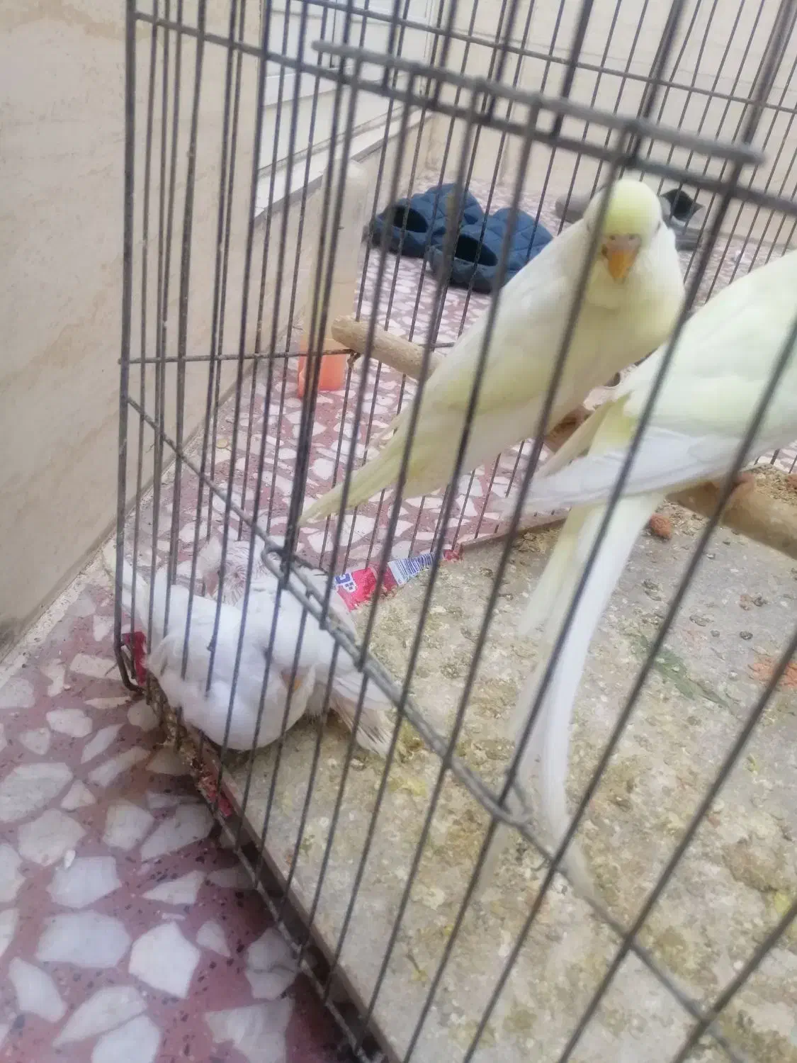 مرغ عشق|پرنده|اصفهان, مهدیه|دیوار