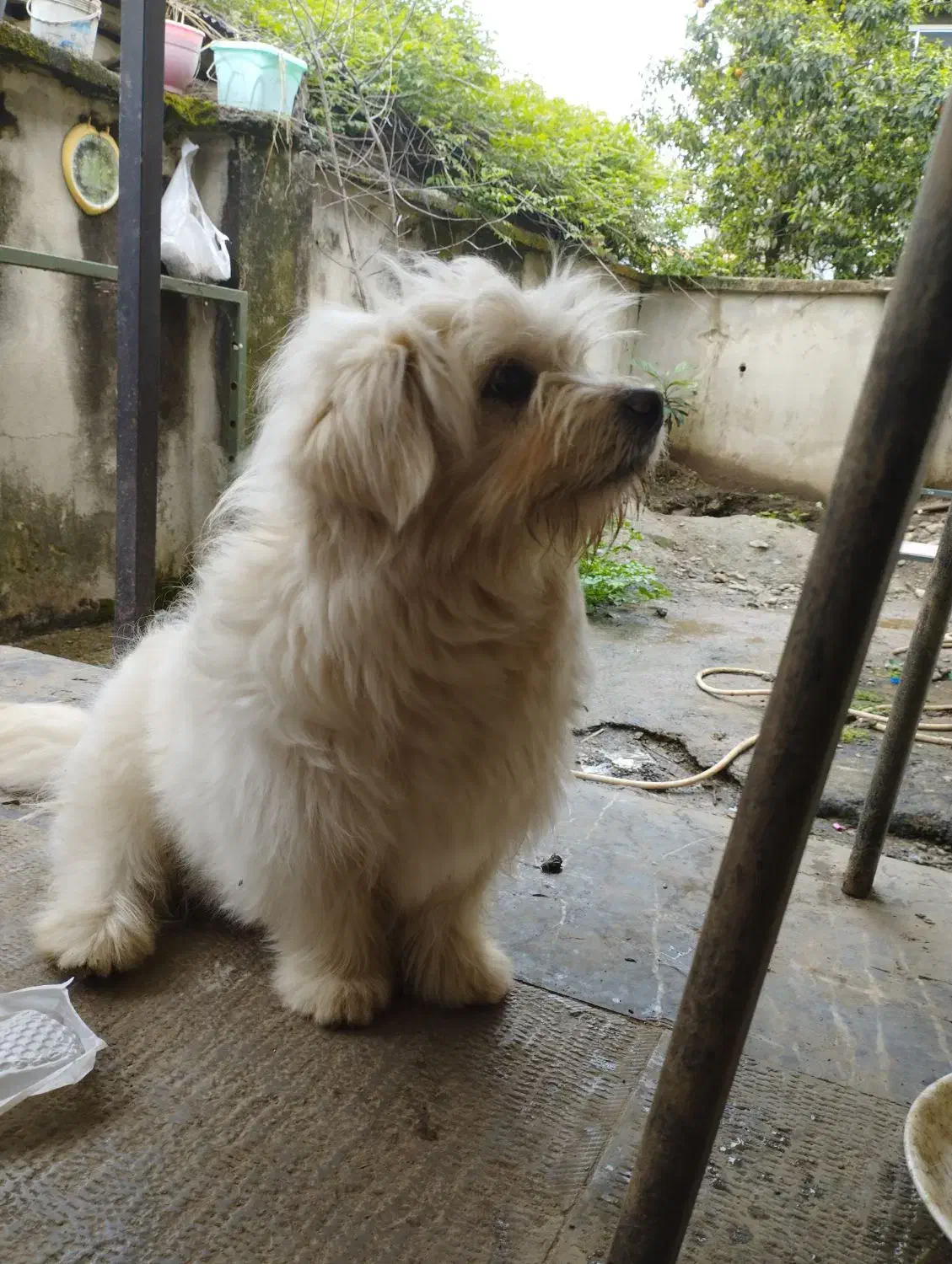 سگ پشمالو تریئر|سگ|لاهیجان, لیل|دیوار