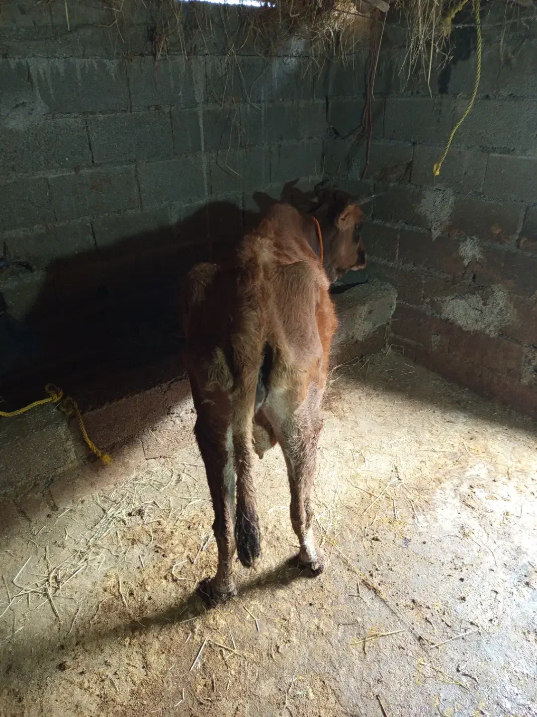 2عدد گاو|حیوانات مزرعه|تالش, تالش|دیوار