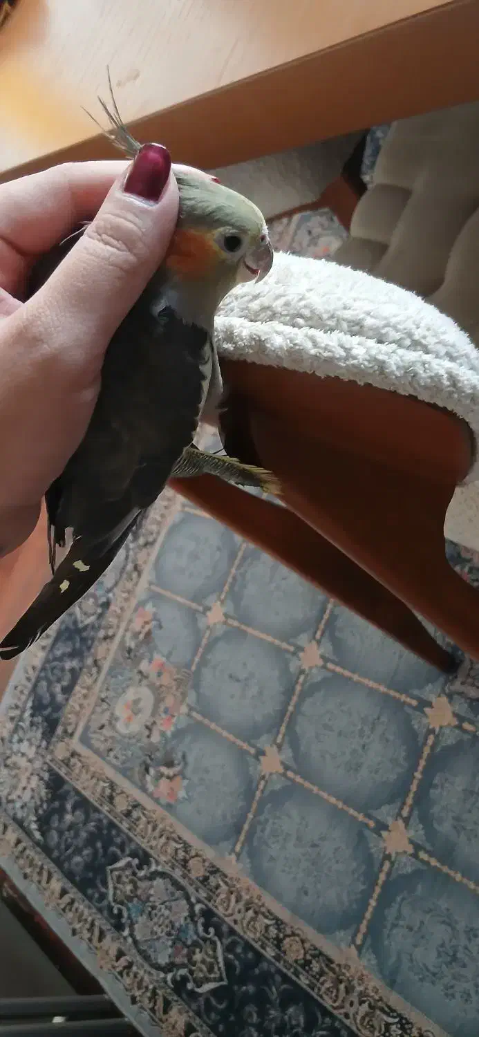 عروس هلندی دستی|پرنده|بهشهر, |دیوار