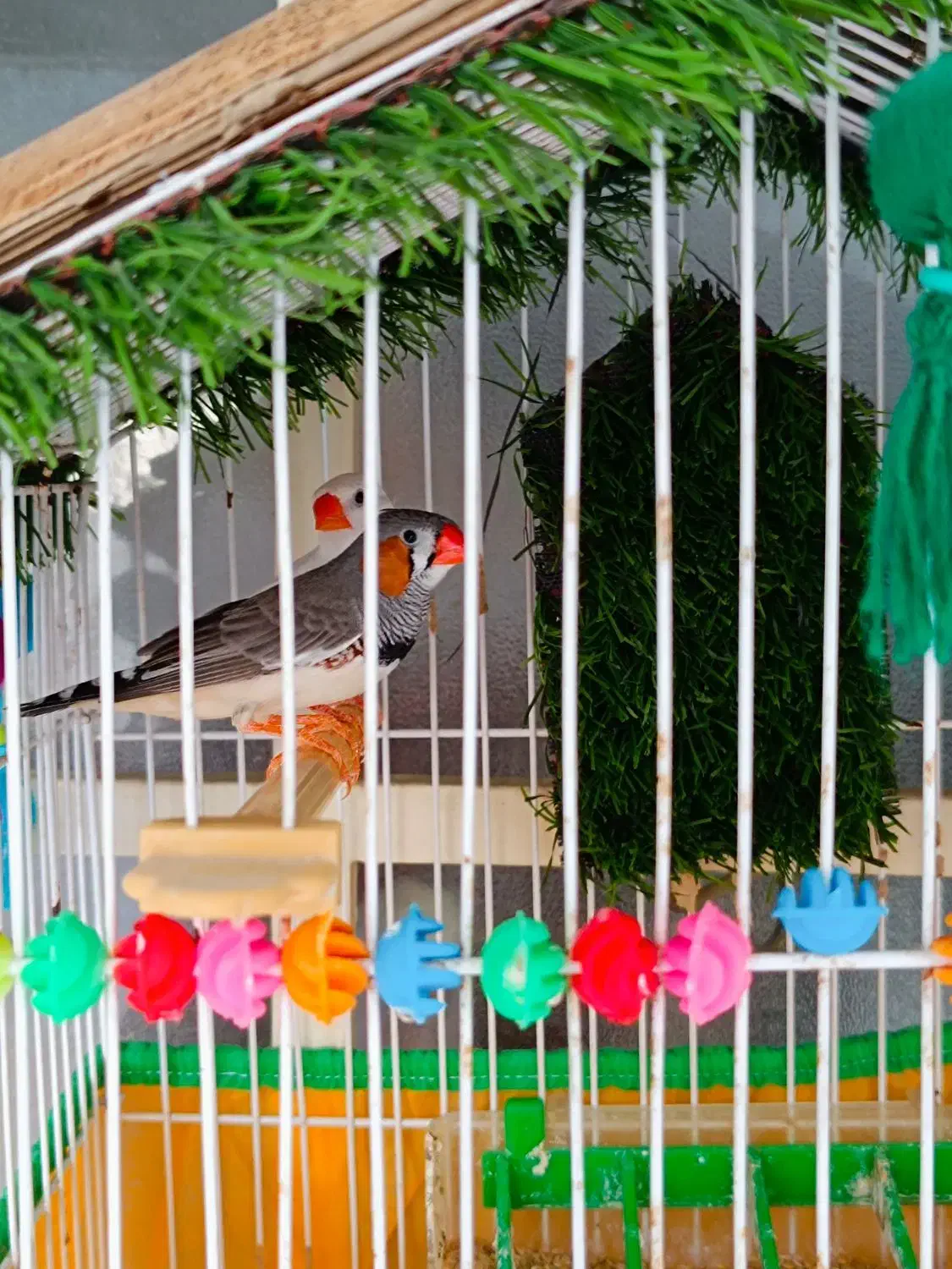 دو جفت فنچ|پرنده|کلاله, |دیوار