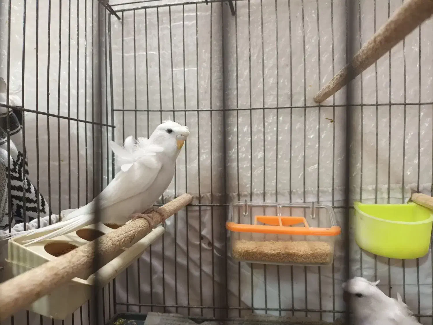 مرغ عشق زیبا|پرنده|قم, زنبیل آباد|دیوار