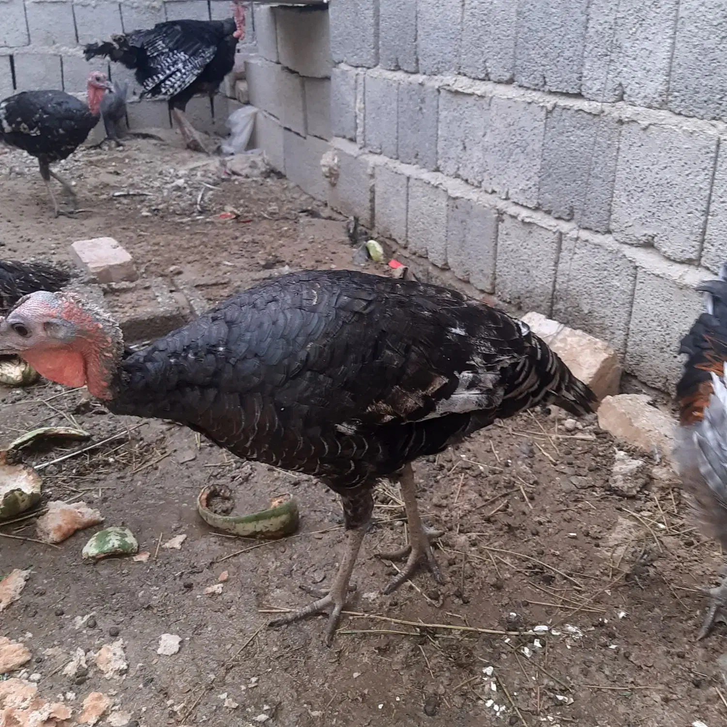 بوقلمون برنزسینه پهن محلی وخرگوش لوپی پشمالوخونگی|حیوانات مزرعه|سراوان, |دیوار