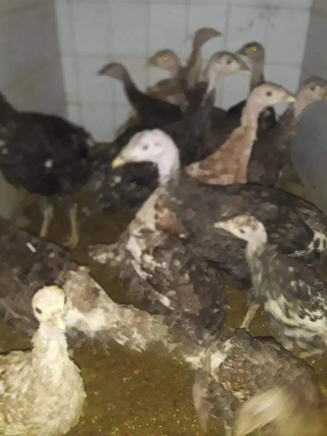 بوقلمون‌برنزوبوربون‌محلی|حیوانات مزرعه|ورامین, ورامین|دیوار