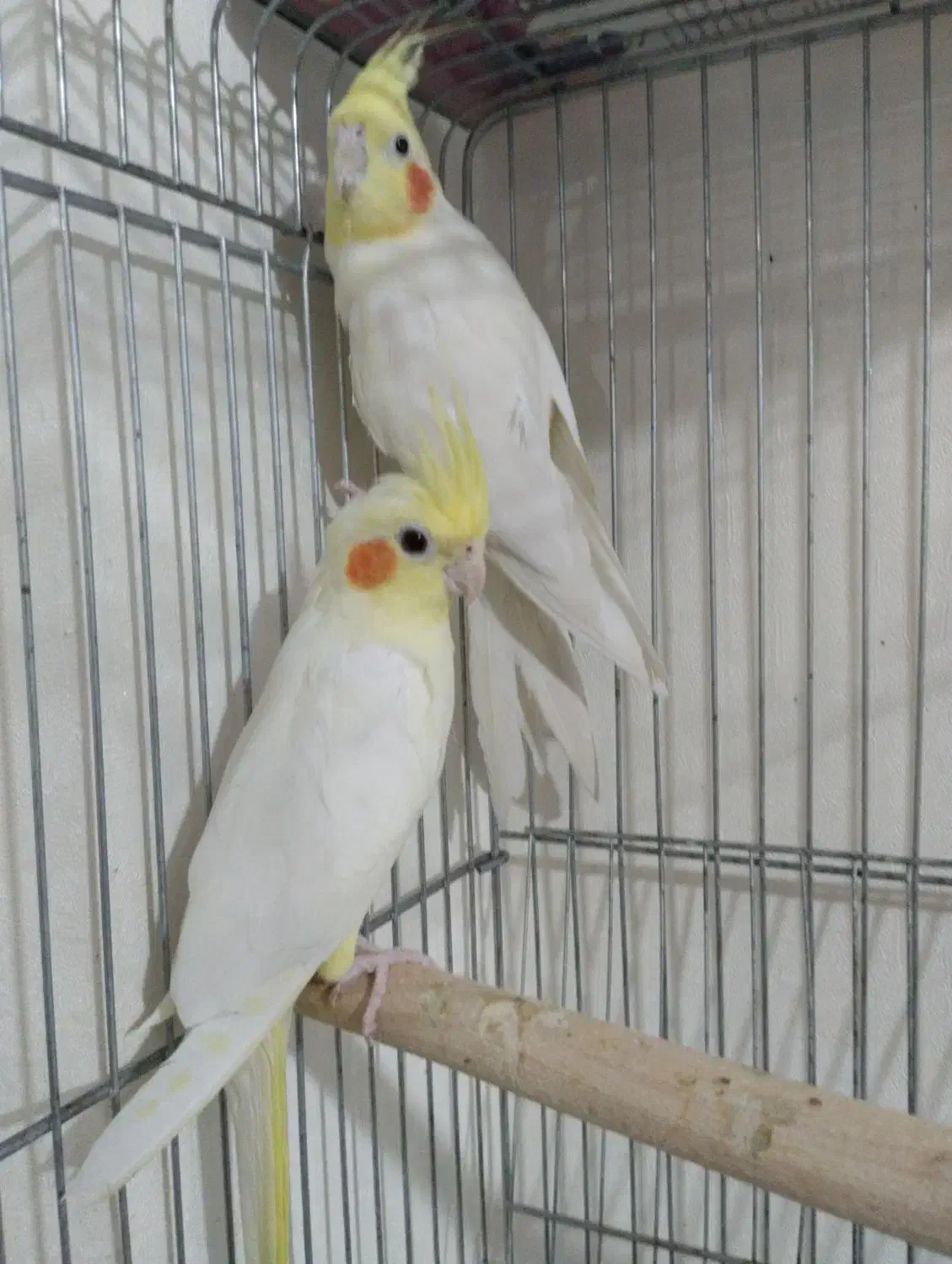 لوتینیو مولد|پرنده|اسلامشهر, شهرک سعیدیه|دیوار