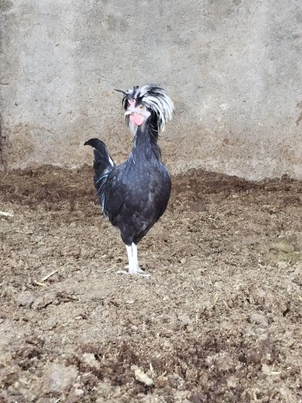 مرغ و خروس لهستانی|حیوانات مزرعه|کاشمر, |دیوار