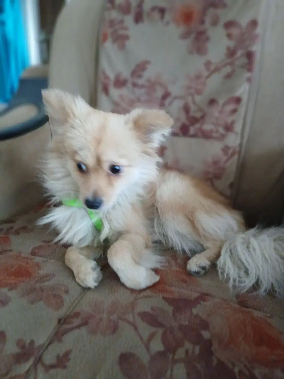 سگ بنام کوکو گم شه|حیوانات|گلبهار, شهر جدید گلبهار|دیوار