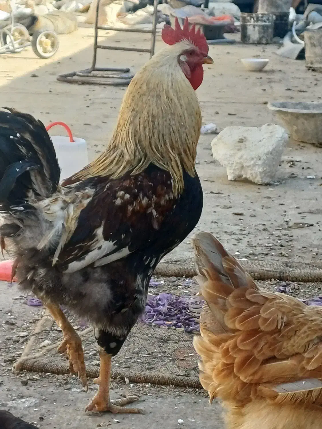 خروس|حیوانات مزرعه|مشهد, امیرآباد|دیوار