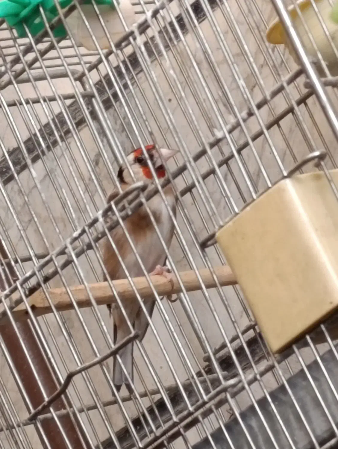 سهره نر|پرنده|قرچک, مهدیه|دیوار