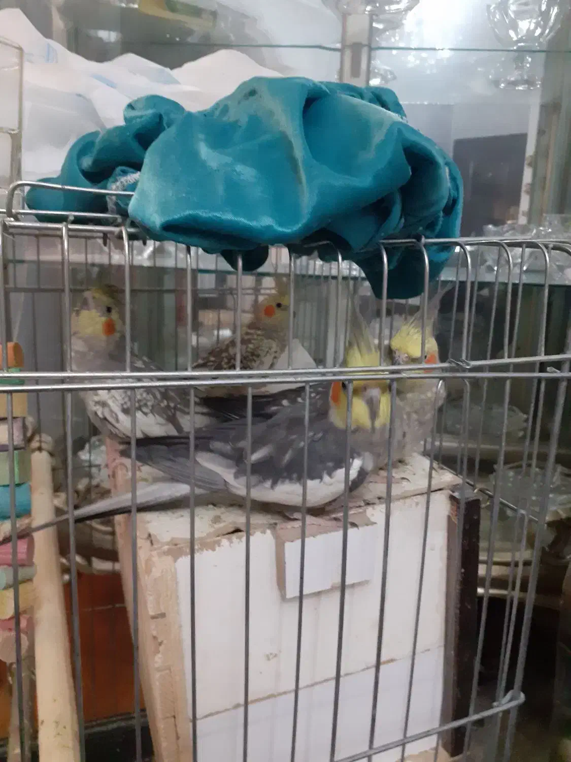 عروس هلندی|پرنده|ماهدشت, |دیوار