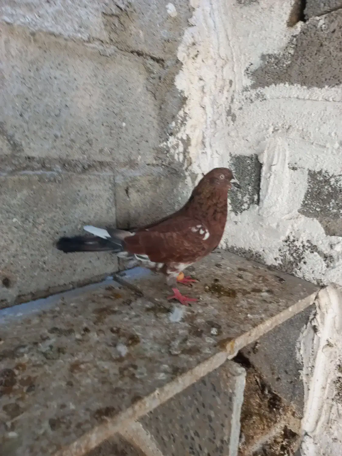 کبوتر کله ای|پرنده|خورموج, |دیوار