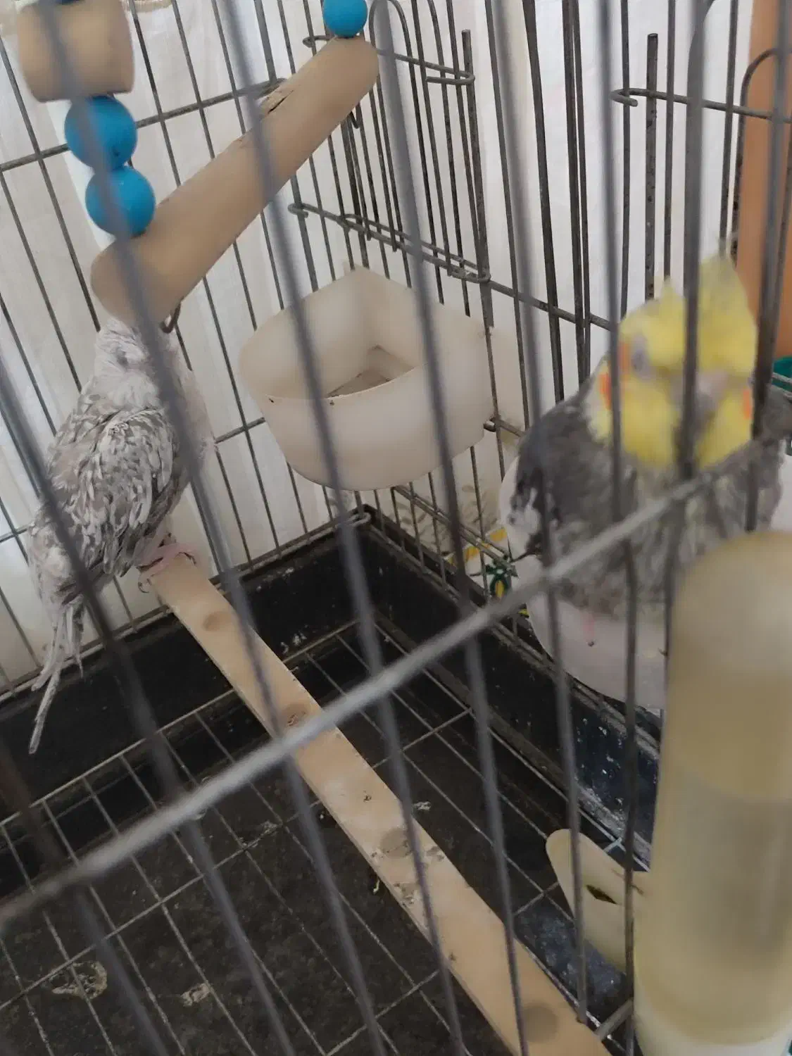 عروس هلندی نرو ماده|پرنده|ملایر, |دیوار