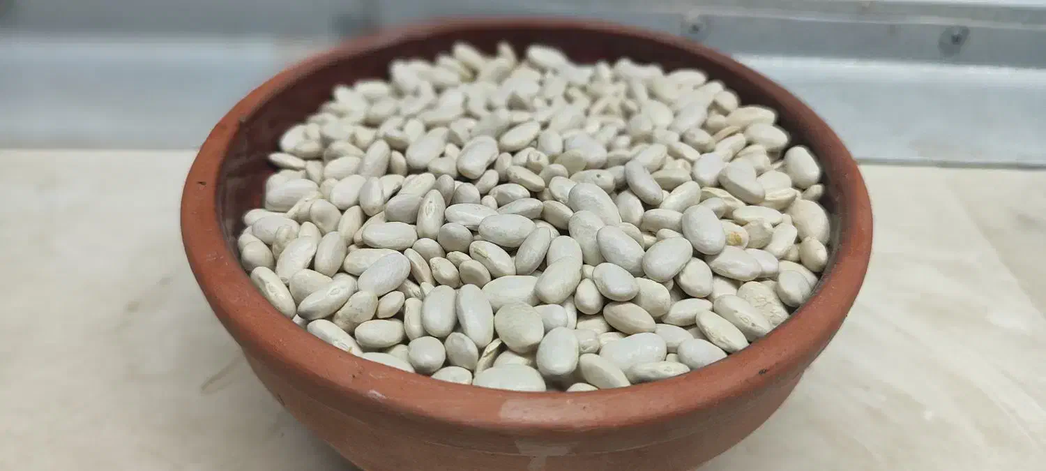 لوبیا سفید ایرانی|خوردنی و آشامیدنی|رومشکان, |دیوار