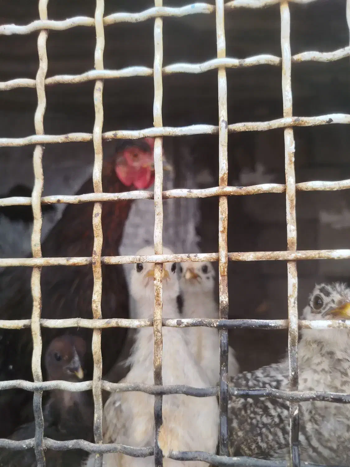 مرغ و جوجه|حیوانات مزرعه|مسجد سلیمان, |دیوار