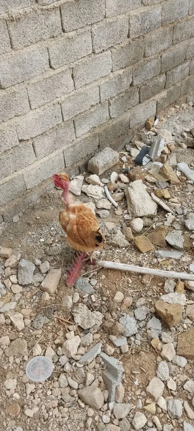 مرغ محلی در فیروزاباد|حیوانات مزرعه|فیروزآباد (فارس), |دیوار