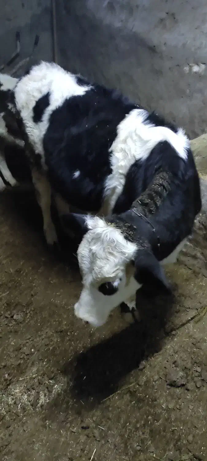 گوساله و گاو|حیوانات مزرعه|دیواندره, |دیوار