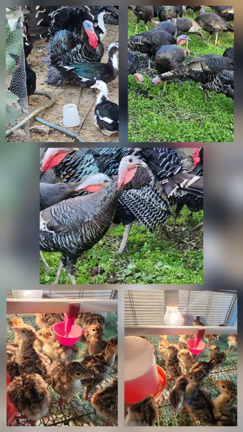 فروش جوجه بوقلمون برنز و بوربون|حیوانات مزرعه|بابل, |دیوار