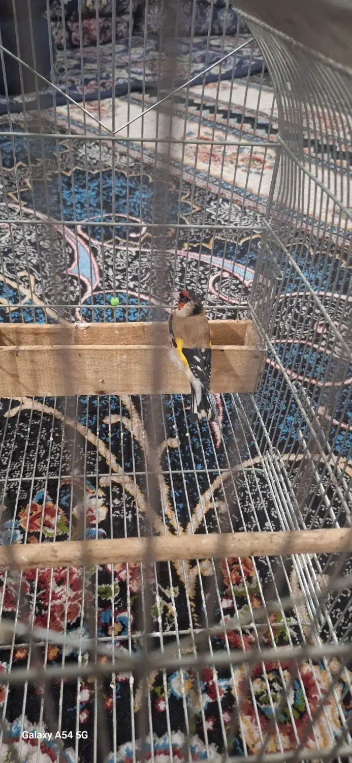 سهر زاغ|پرنده|اصفهان, سعادت‌آباد|دیوار