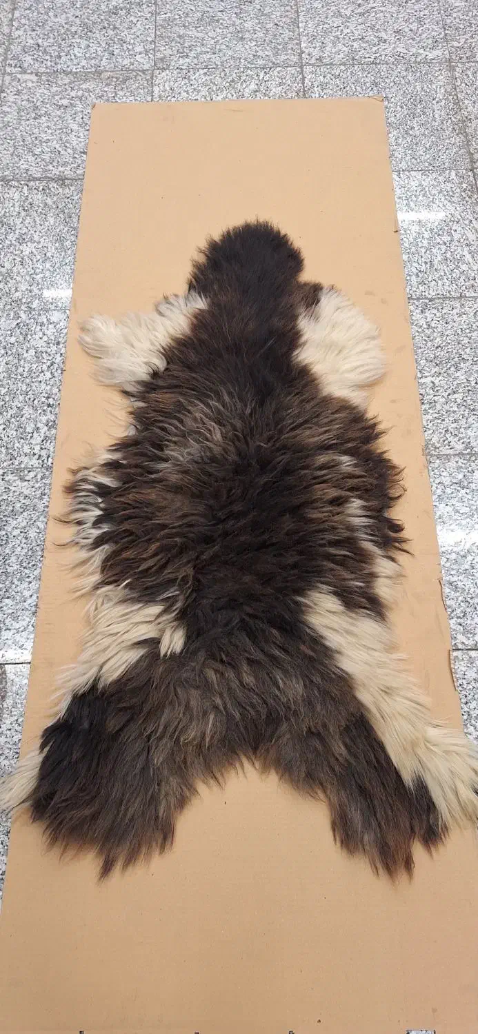 پوست گوسفند نو|صنایع دستی و سایر لوازم تزئینی|ری, بازار آهن|دیوار