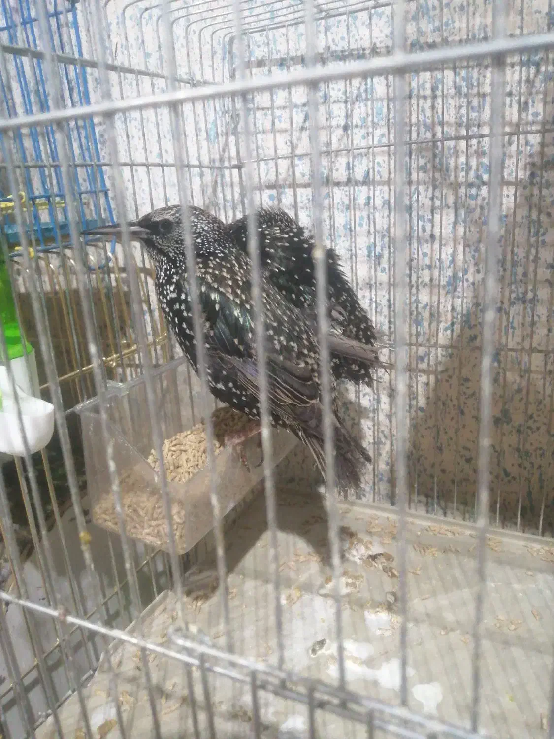 مرغ مینا|پرنده|شیراز, کرونی(خاتونک)|دیوار