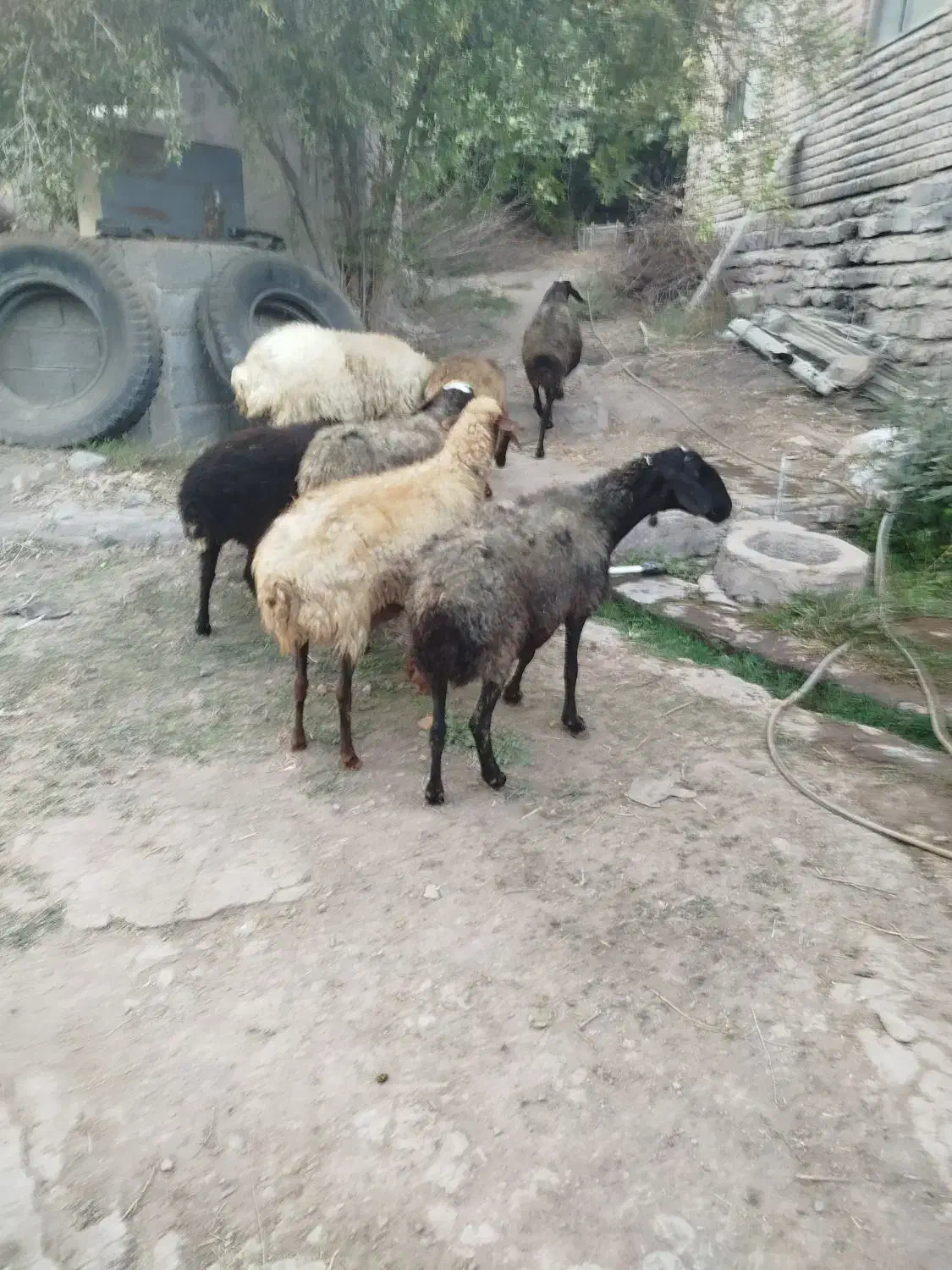 میش آبستن سنگین|حیوانات مزرعه|لوشان, |دیوار