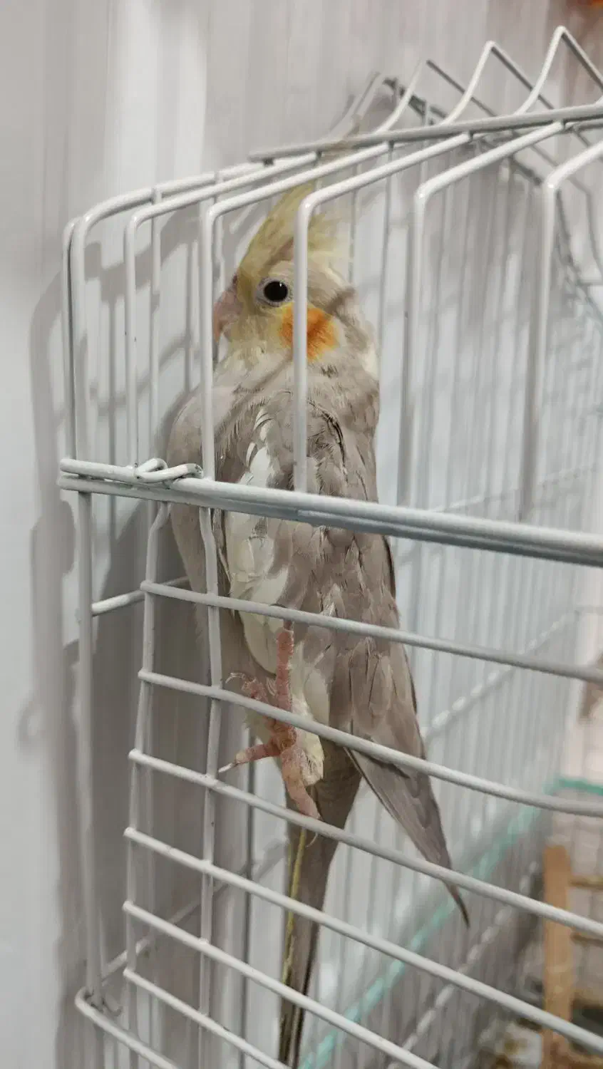 عروس هلندی|پرنده|ساوه, |دیوار