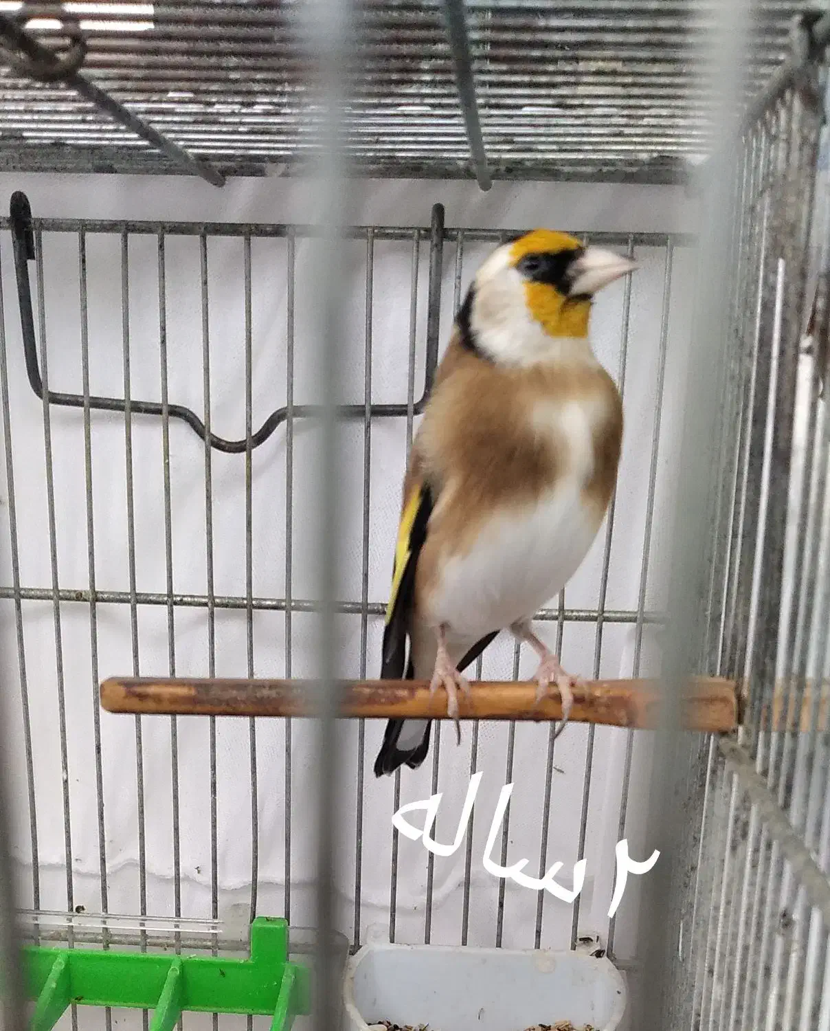 سهره نر|پرنده|رضوانشهر, |دیوار