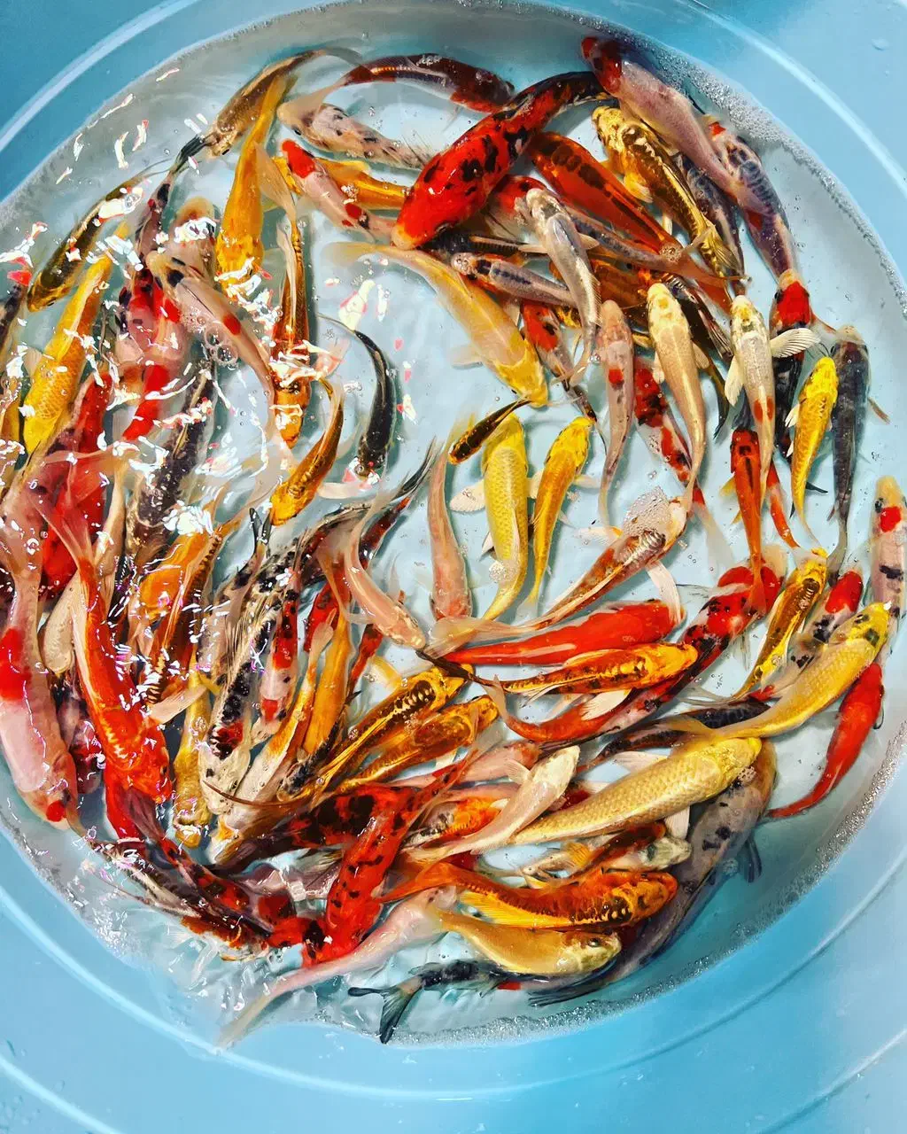 فروش ماهی گلدفیش کوی گرید بالا|ماهی|تهران, استاد معین|دیوار