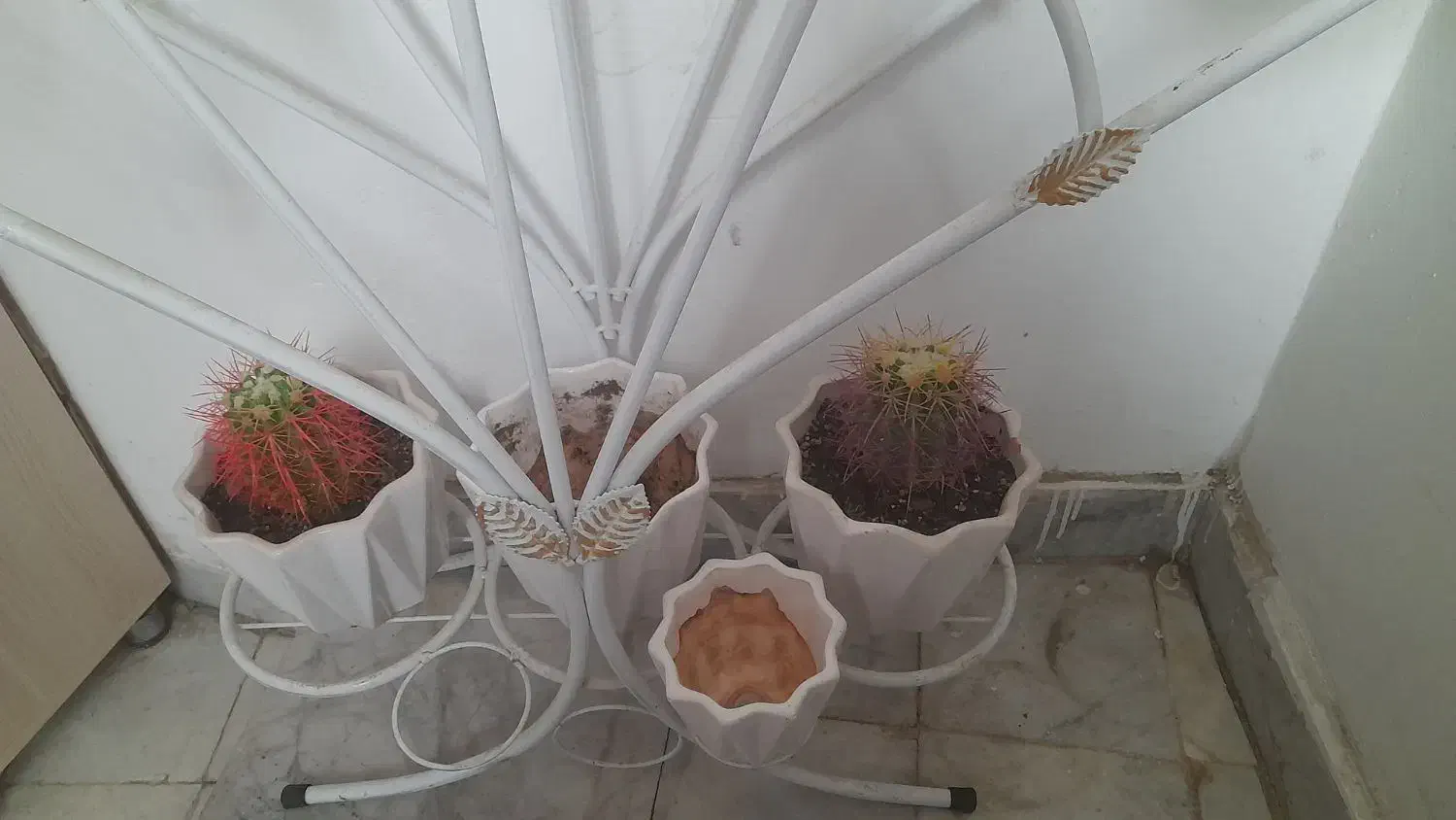 گل وگلدان وپایه گل|گل و گیاه طبیعی|مشهد, نوید|دیوار