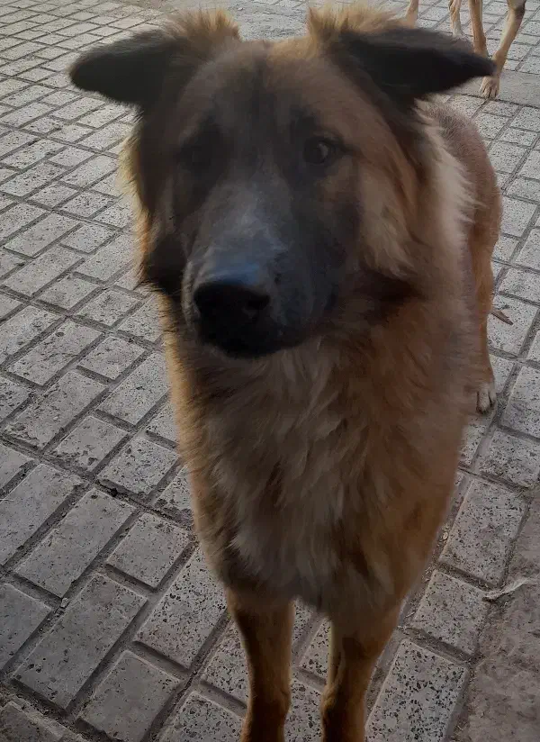 ژرمن میکس|سگ|بیرجند, |دیوار