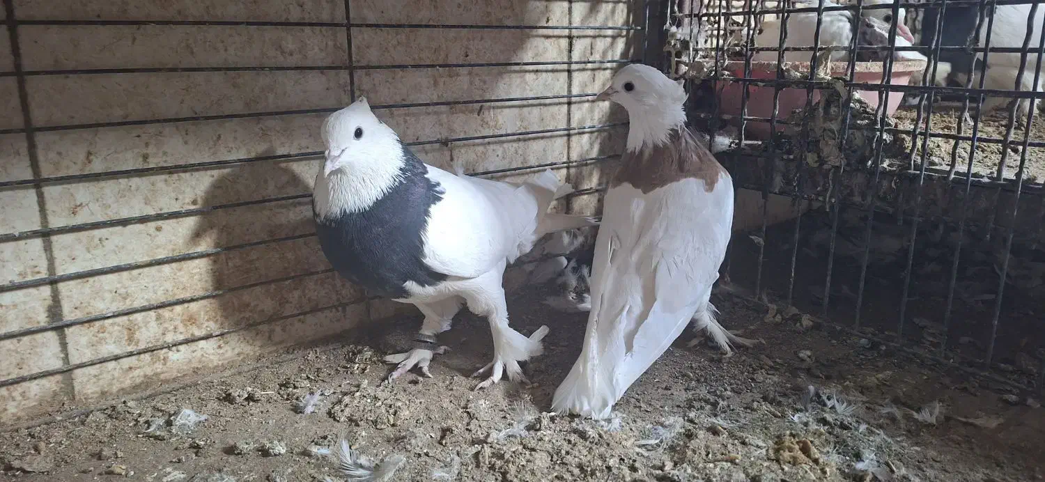 طوقی|پرنده|اشکذر, |دیوار