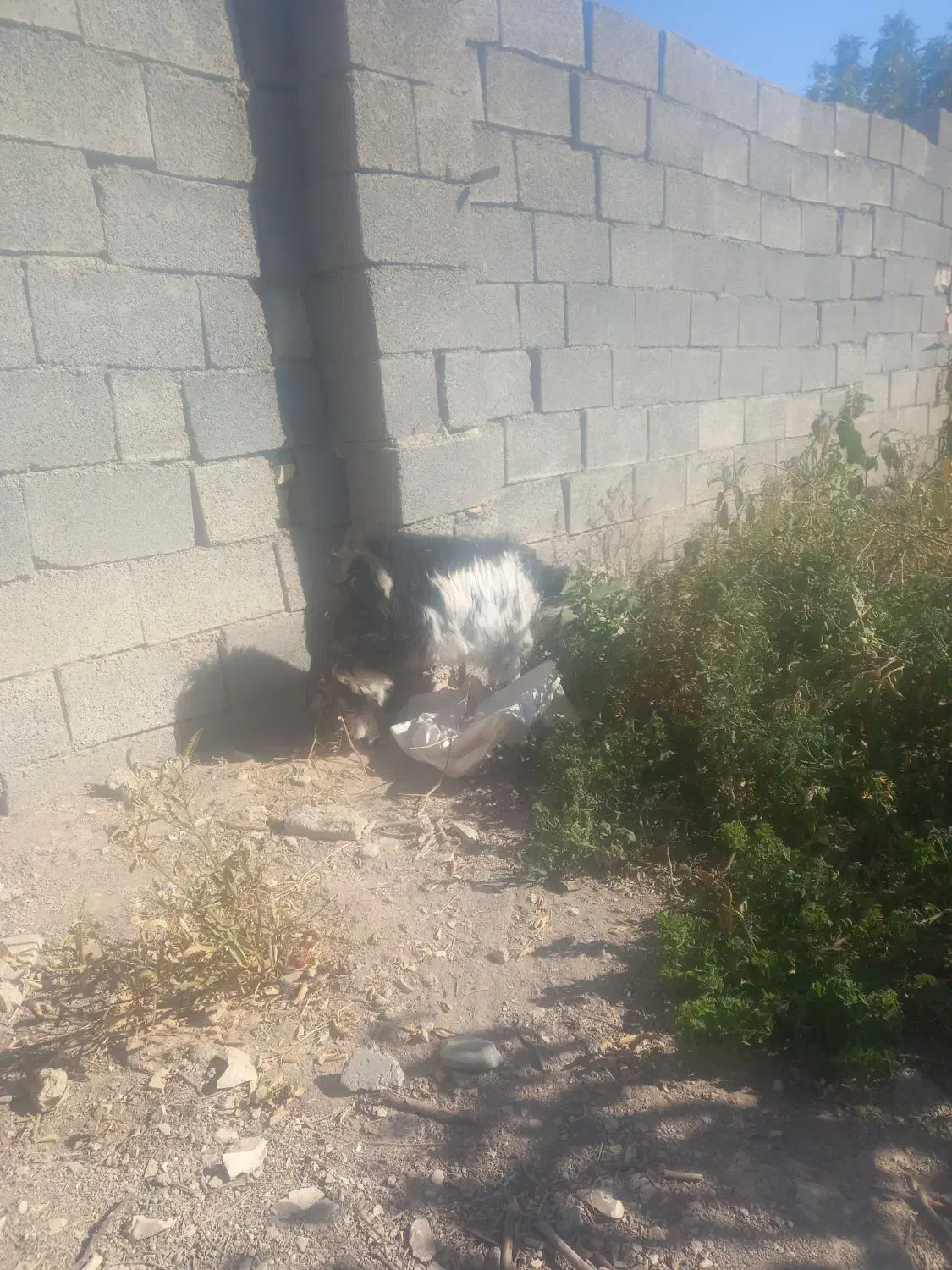 فروش ۱راس بزغاله نر|حیوانات مزرعه|ملکشاهی, |دیوار