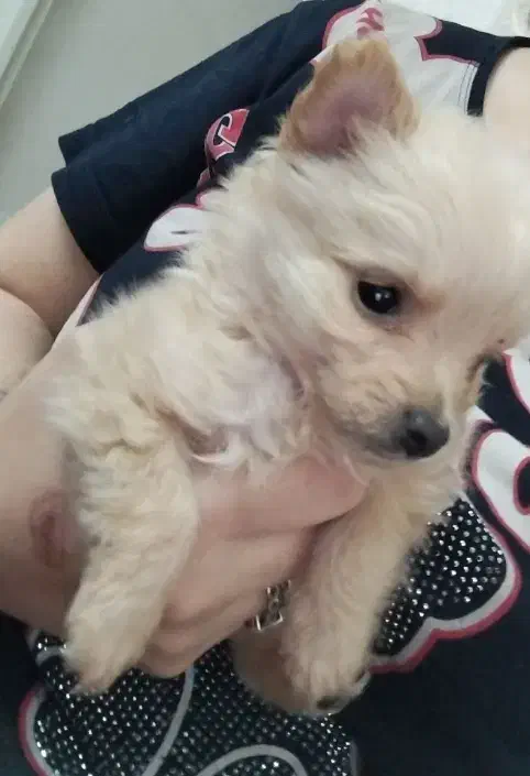 توله سگ پامر اشپیتز|سگ|تبریز, |دیوار