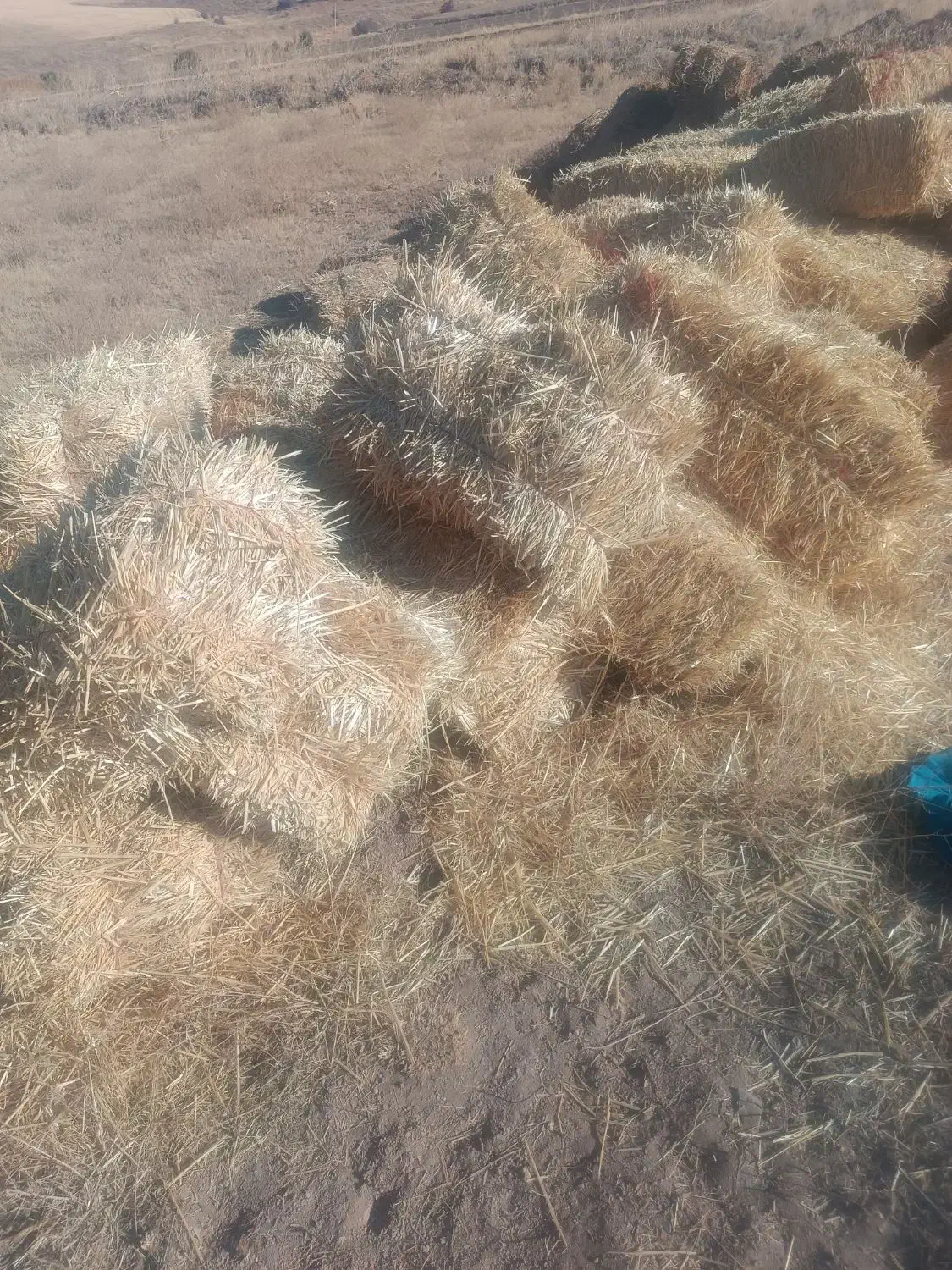 پرس کلش گندم|حیوانات مزرعه|سربند, |دیوار