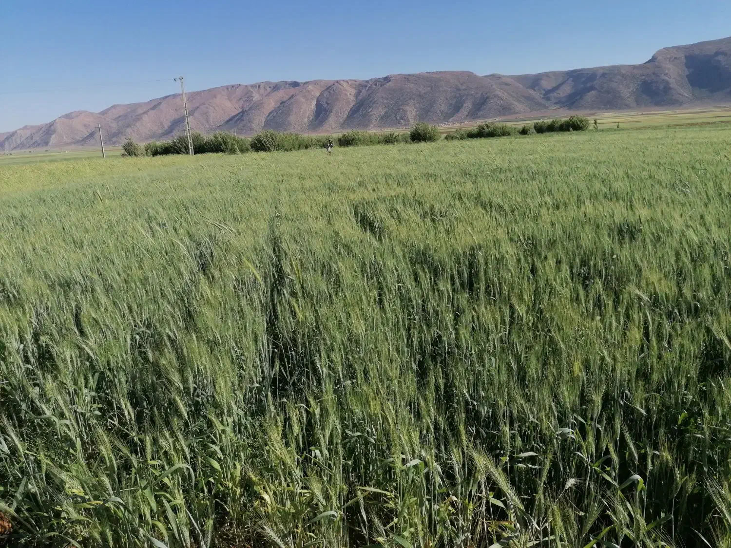 زمین کشاورزی و باغ|فروش دفتر صنعتی، کشاورزی، تجاری|حسن آباد, |دیوار