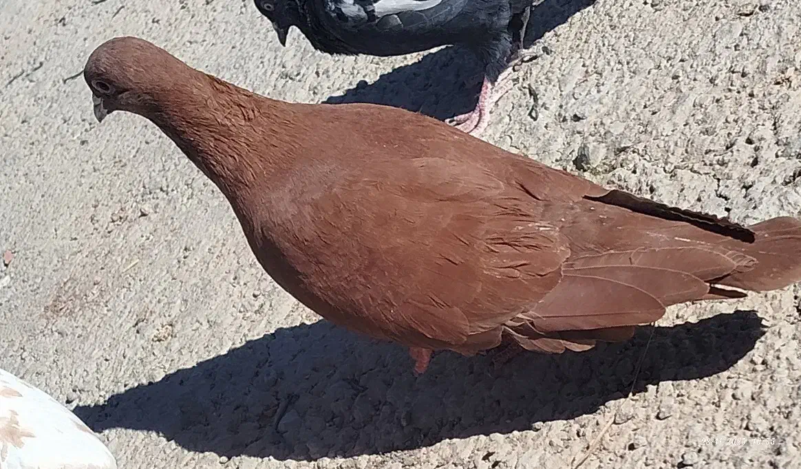 سرخ ضمانتی|پرنده|بردسیر, |دیوار