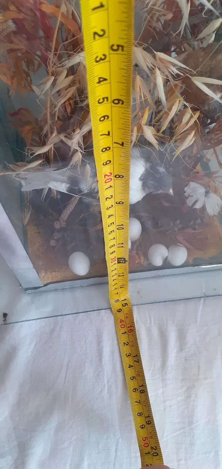 تزیینات|مجسمه، تندیس، ماکت|نهاوند, |دیوار